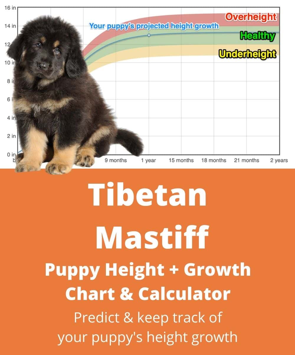 tibetan-mastiff Puppy height Growth Chart